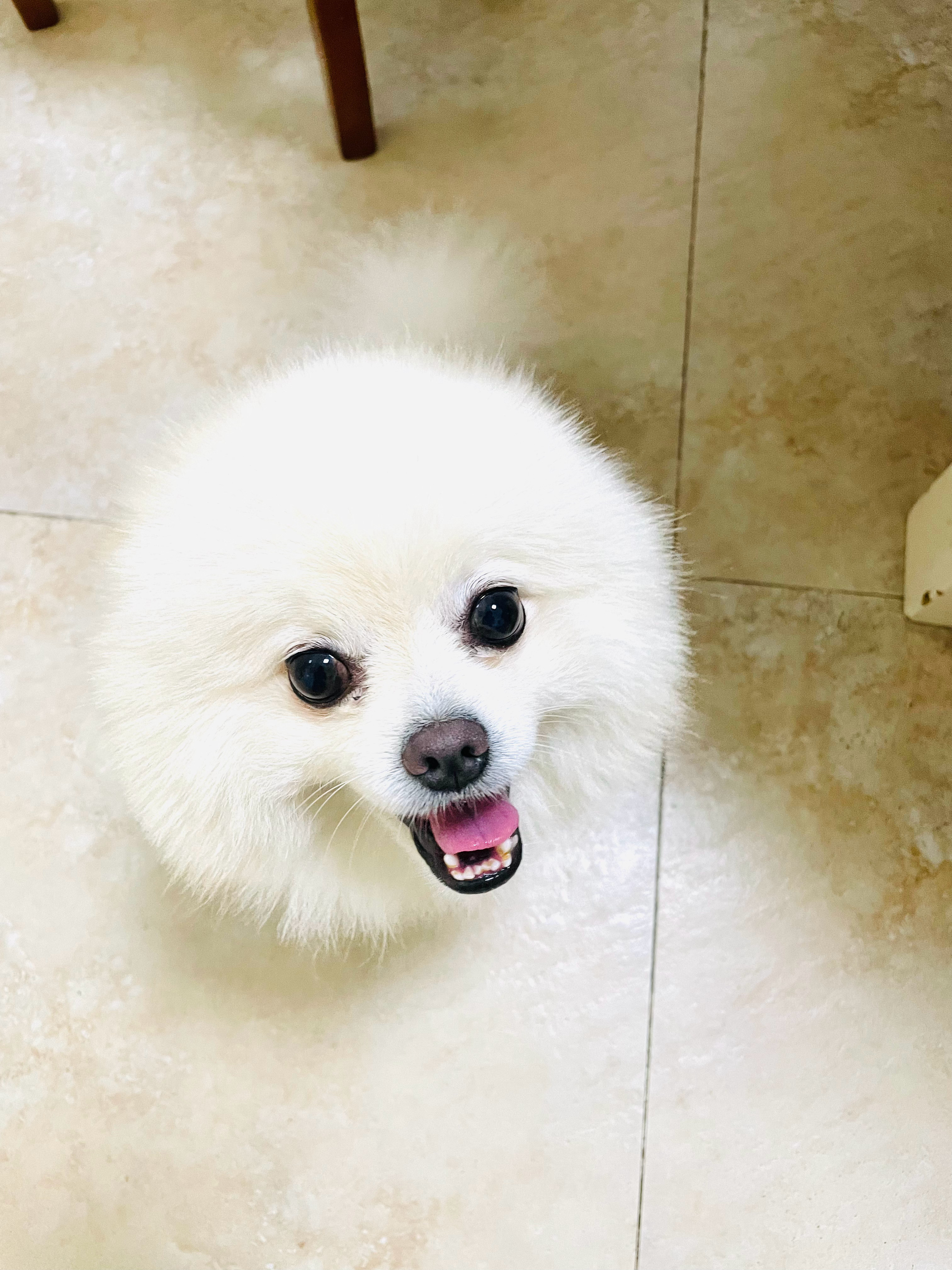 右滑剃毛后的修狗变大头狗了🐶 