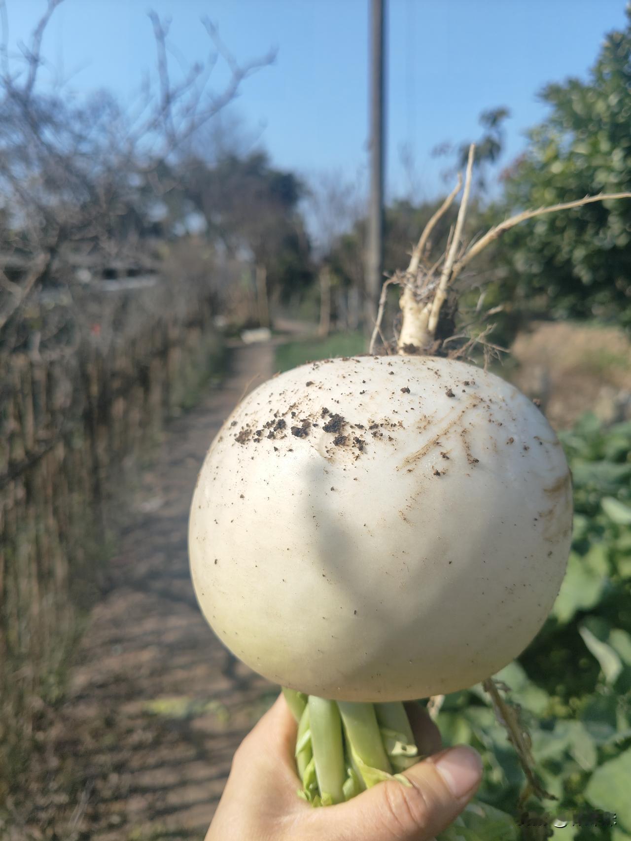 我们农庄隔壁的邻居大娘，她有两个儿子，她的两个儿子在城里买房结了婚，娶了儿媳妇了
