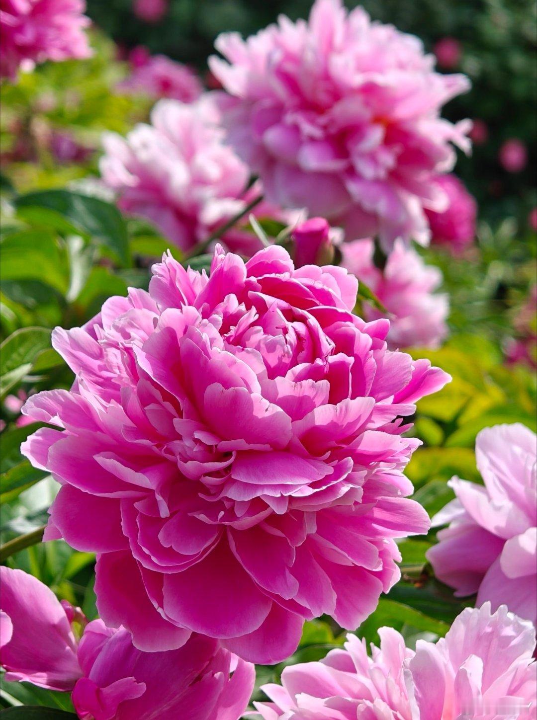 芍药 是毛茛科芍药属多年生草本花卉，花大色艳，有“花相”之称，常象征富贵和美丽。