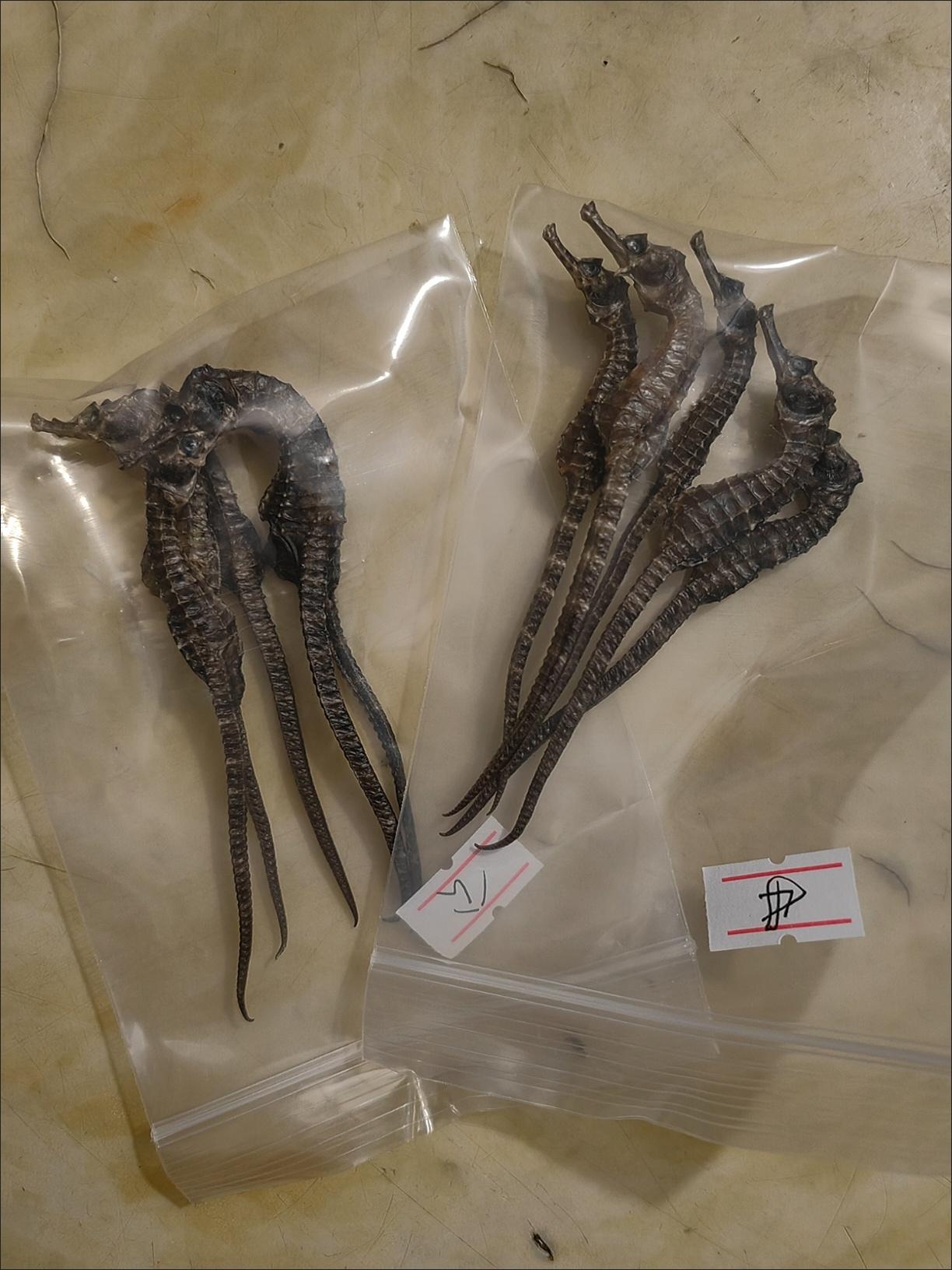 分享我这周有趣的事：徐文兵：海马不是马。海马有个特点，就是体外受精。公海马有个兜