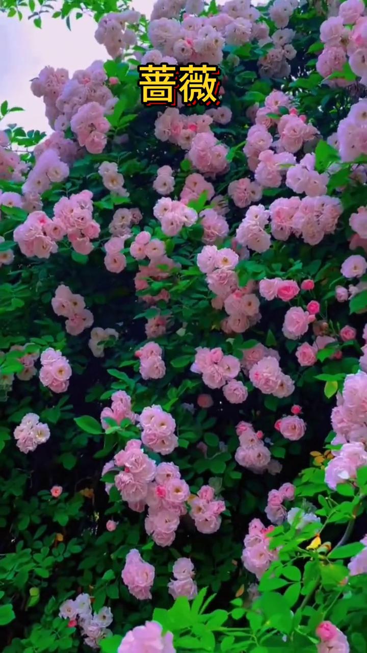 蔷薇花。
唐，杜牧。
朵朵精神叶叶柔，雨晴香拂醉人头。
石家锦帐依然在，闲倚狂风