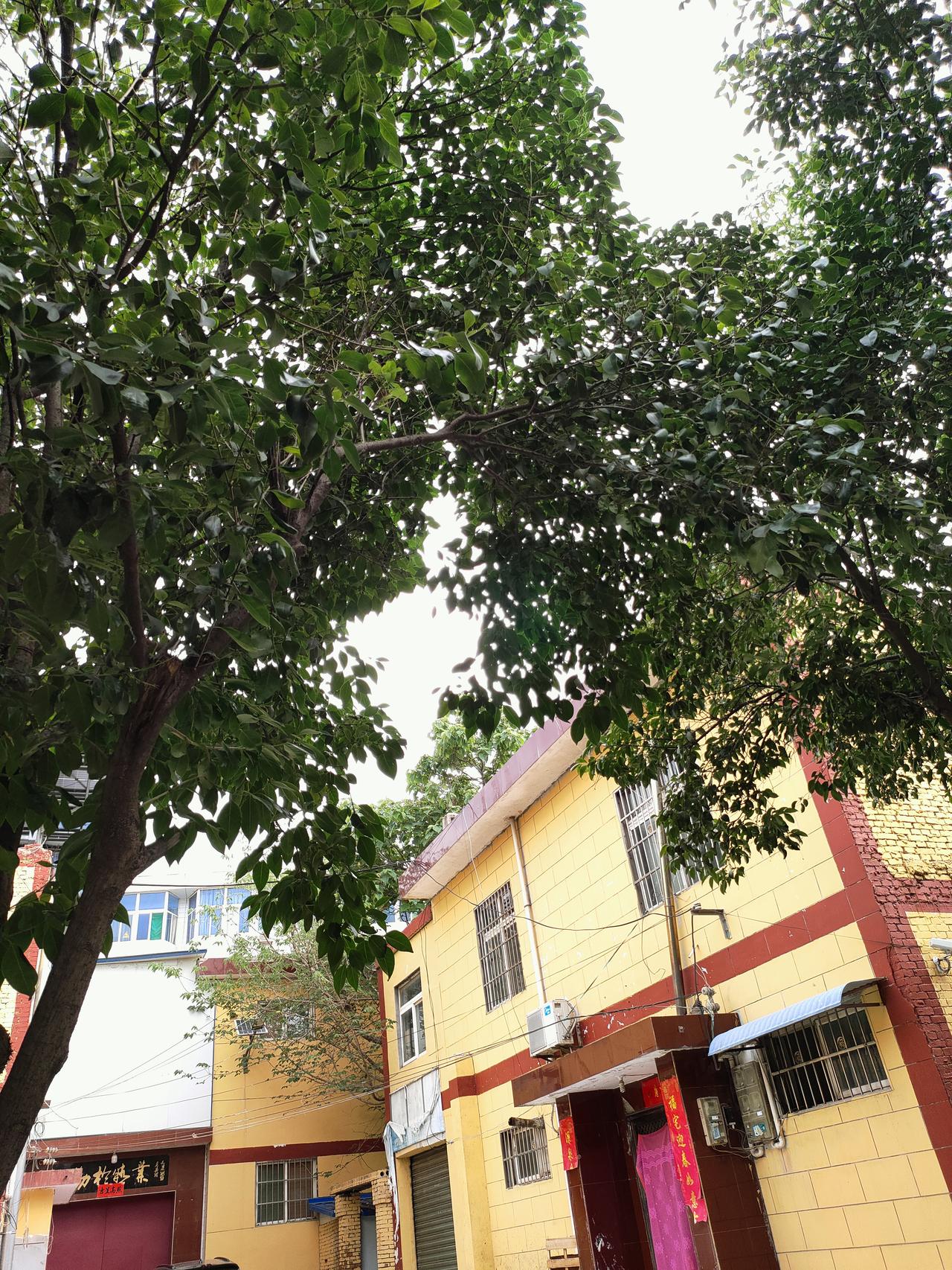 ​绿树围起一方小城天地，鲜亮屋舍、干净步道，平凡街巷藏着最踏实的夏日温柔