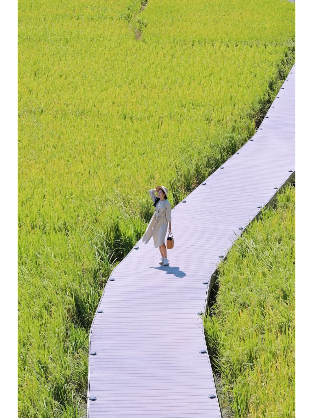 广州赏秋｜金黄水稻🌾摘柿子🍎感受丰收喜悦