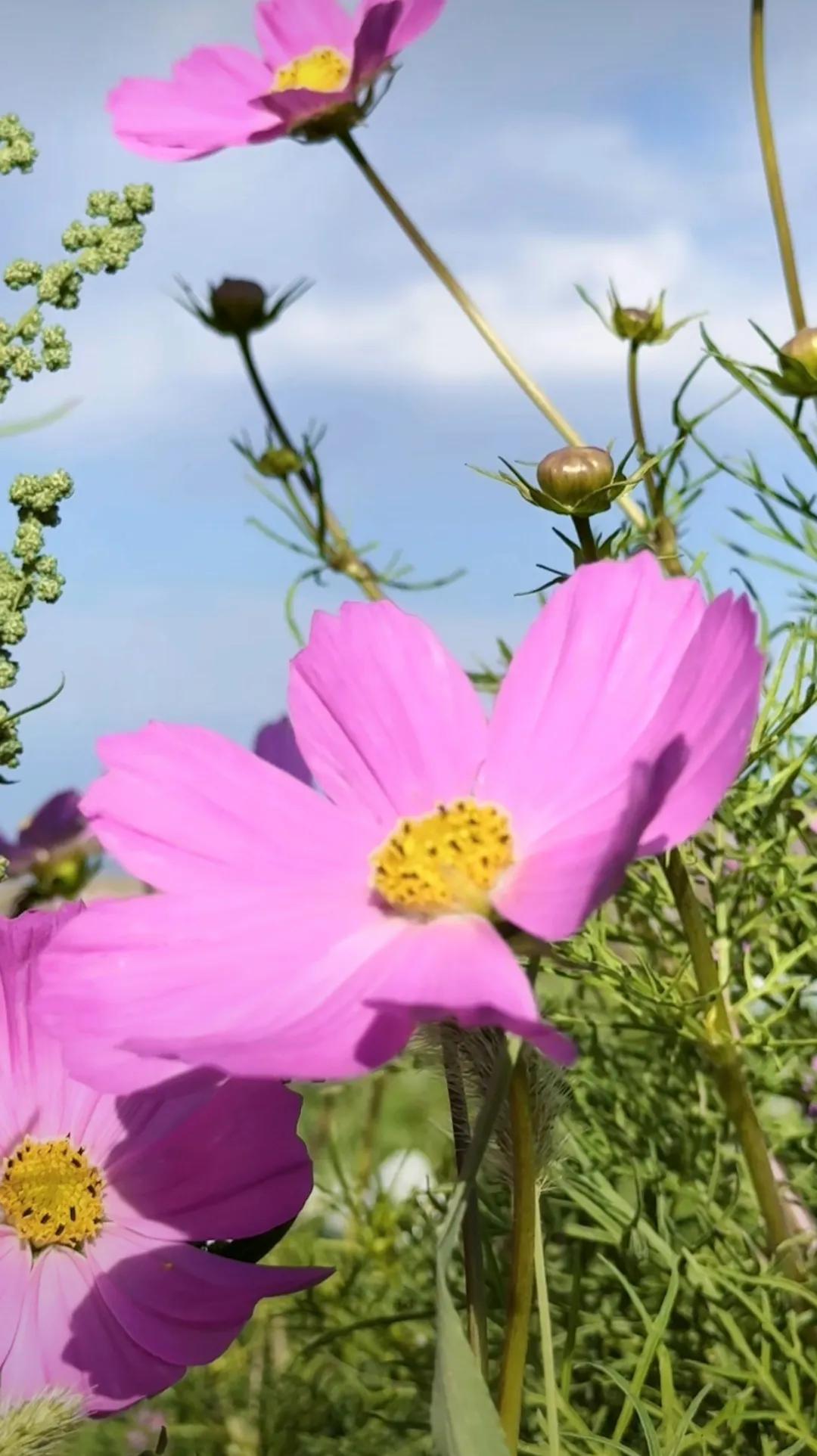 夏日生活打卡季 傍晚捞小龙虾打卡：蹲在小区池塘边，用竹竿绑着线钓小龙虾，看着它们