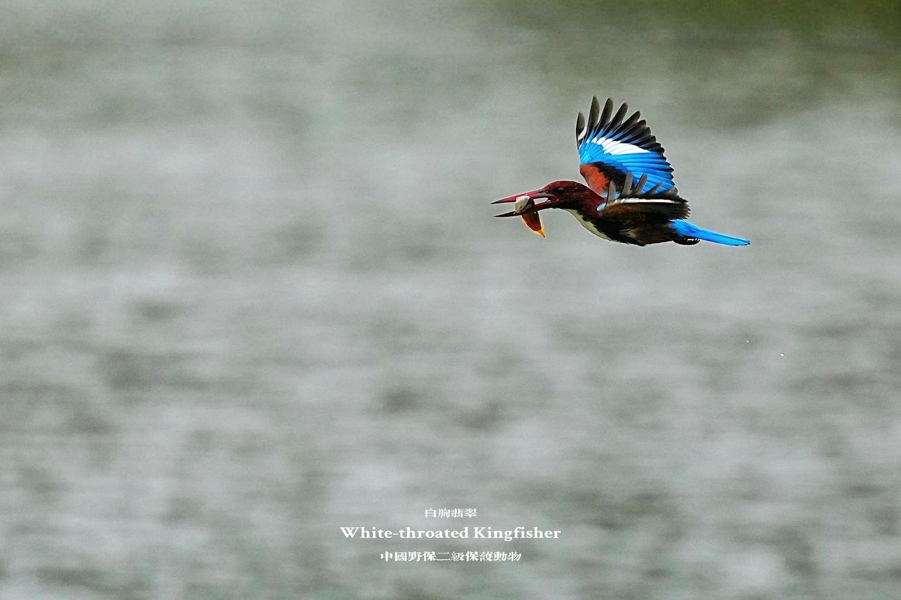 红树林邂逅一抹撞色的灵动：
白胸翡翠（国家二级保护动物）。