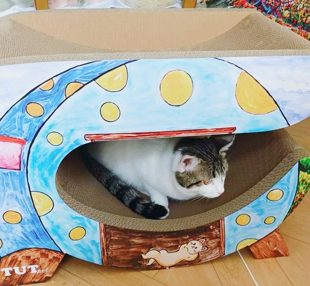 我的花园我的猫田园猫也超美 蛋妞和麦子是外甥女和舅舅的关系，两猫都属于勇于探索的