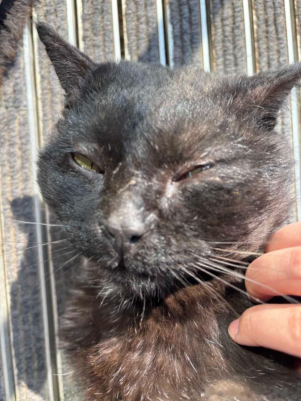 49318【丑猫】有种生物叫大叔😍他实在难以对付😰酒精情场套路太多让你把持不