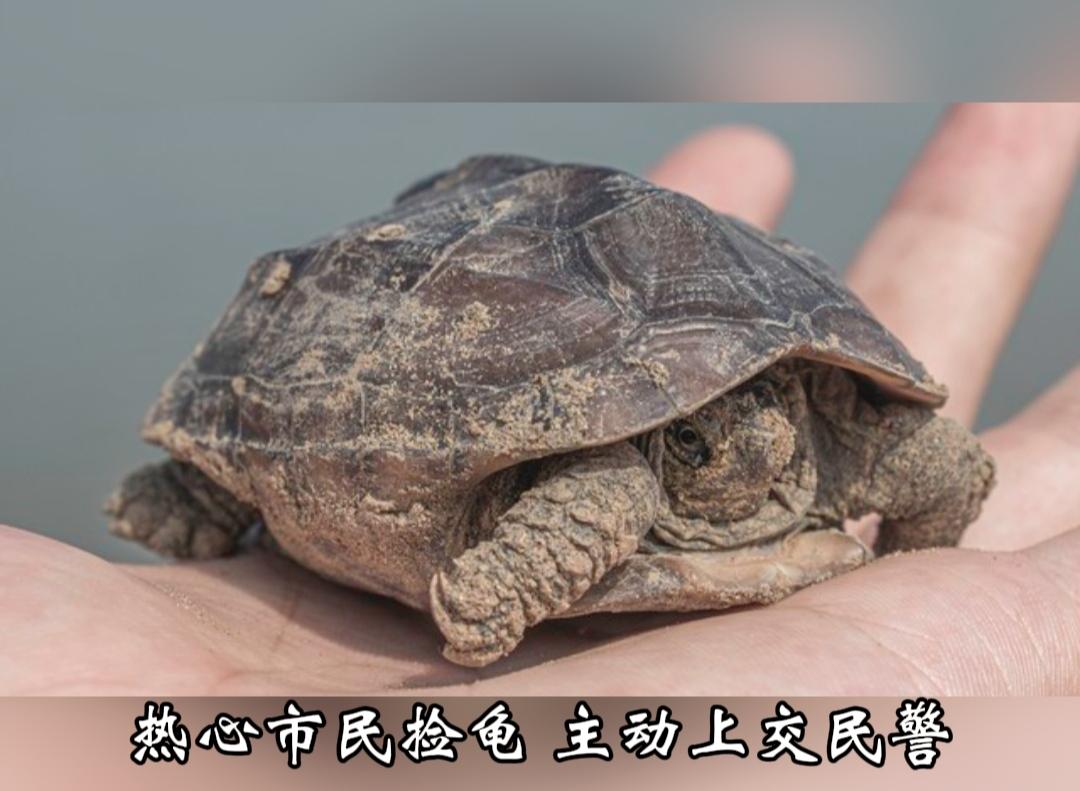 暖心！市民捡到乌龟主动上交派出所，一查身份不一般
 
近日在云南普洱，一位热心市
