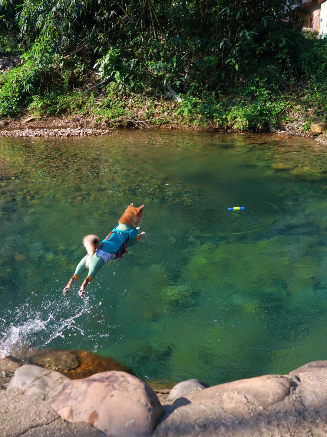 柴犬变身跳水运动员和牧鸭犬的一天🦆