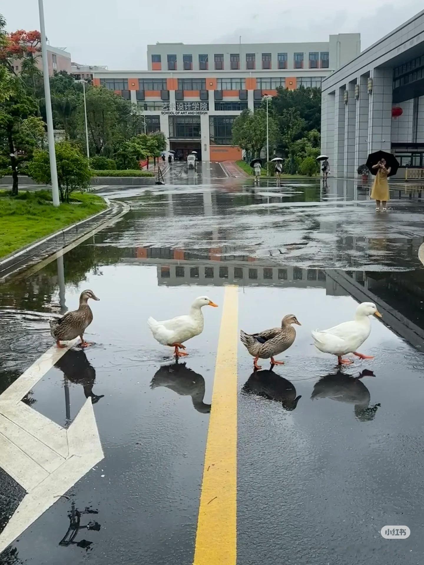 好艺术鸭🦆梦想家ALI ​​​