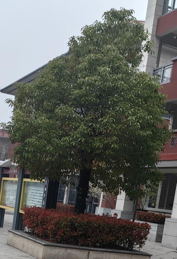 小区流浪猫你会照顾吗?不会，流浪猫非常讨厌，必须除之而后快。在家里养猫属于个人爱