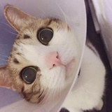 柠涵热说体育