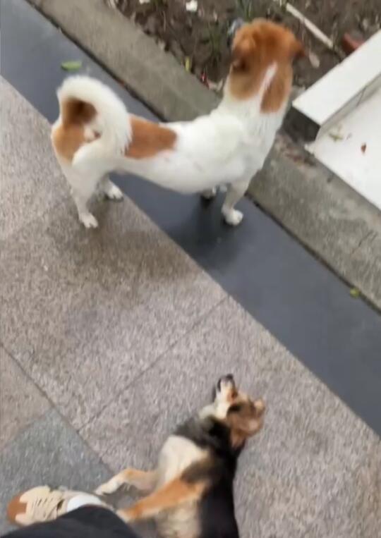 小黑被这条大狗打服了