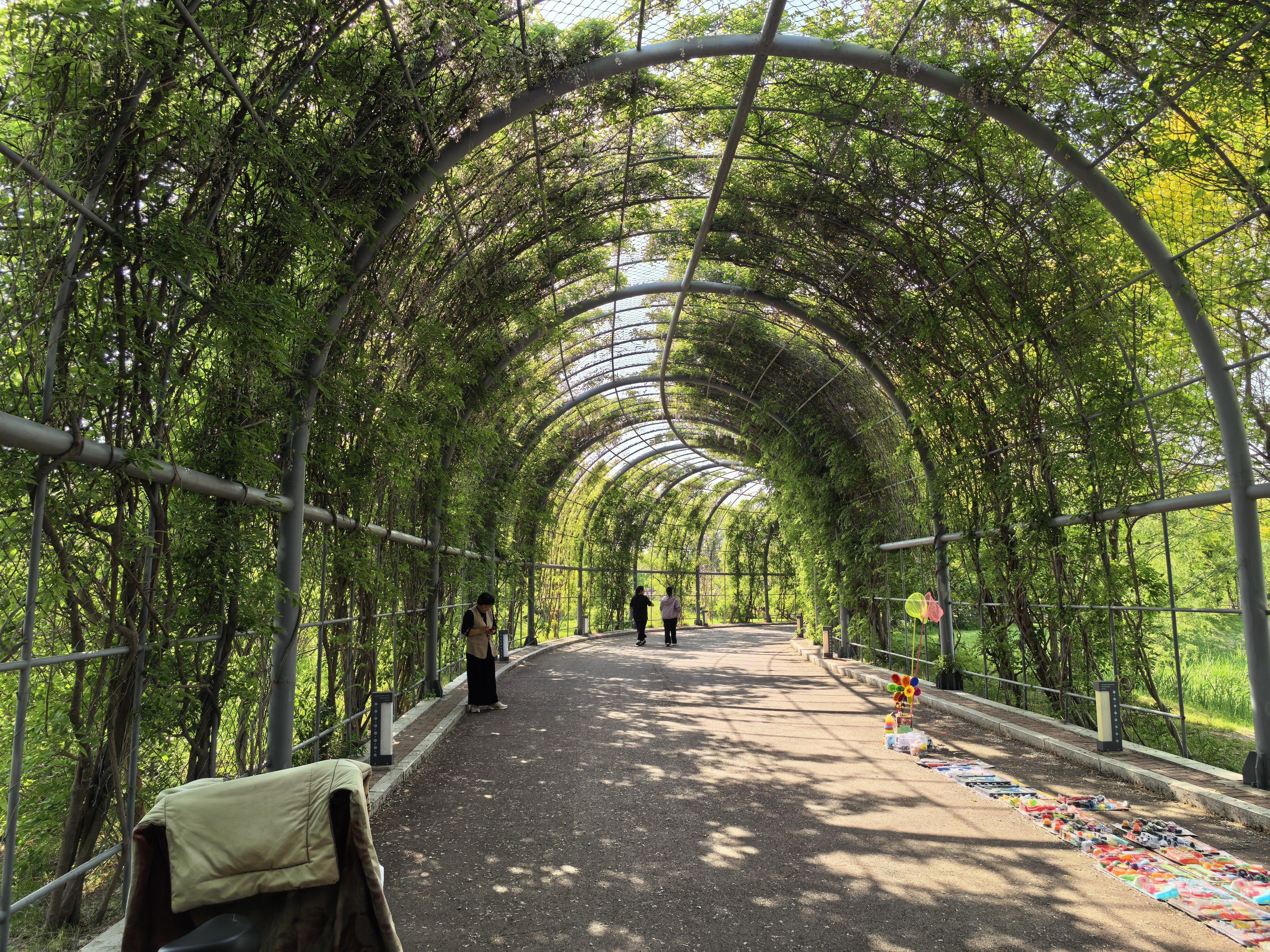 北方，到底哪个城市可以没有杨絮柳絮