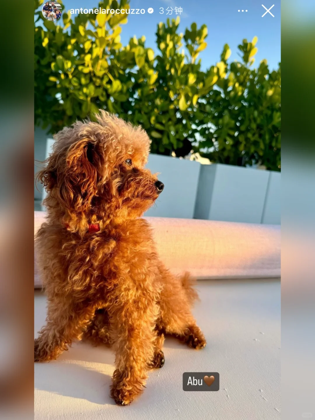安妞发布动态，一张阿布的照片🐶🤩