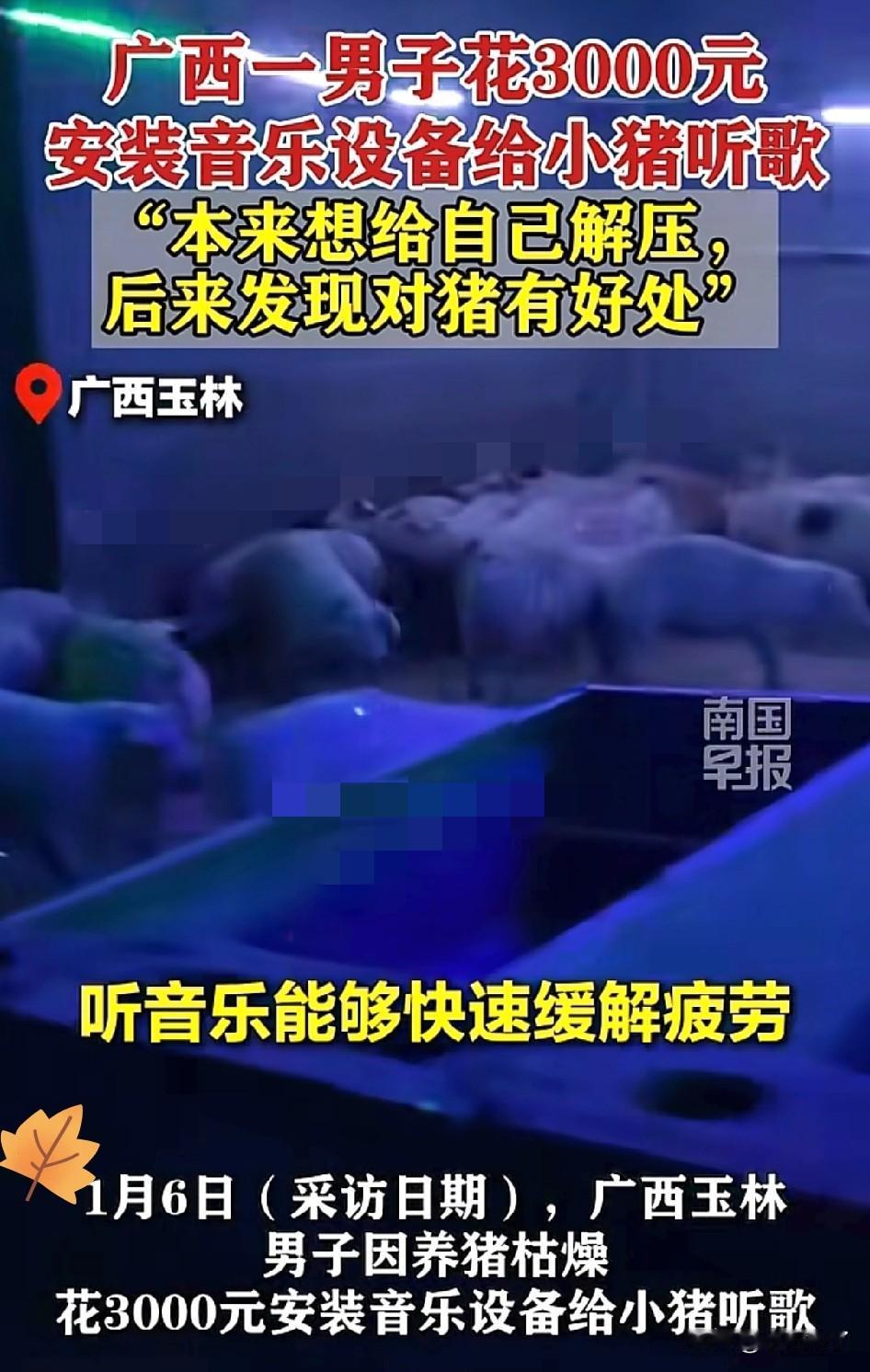 解释不清了！广西桂林大哥嫌养猪太无聊，直接花3000块在猪舍装全套KTV设备，边