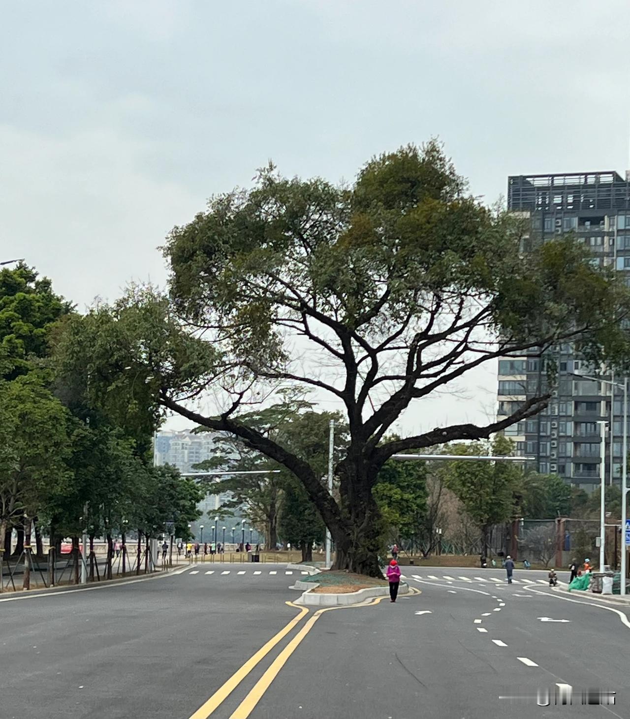 广州竟然有了喜鹊

住高楼，周围更是高楼，日日被围困似的，弄得人身心疲惫，以至于