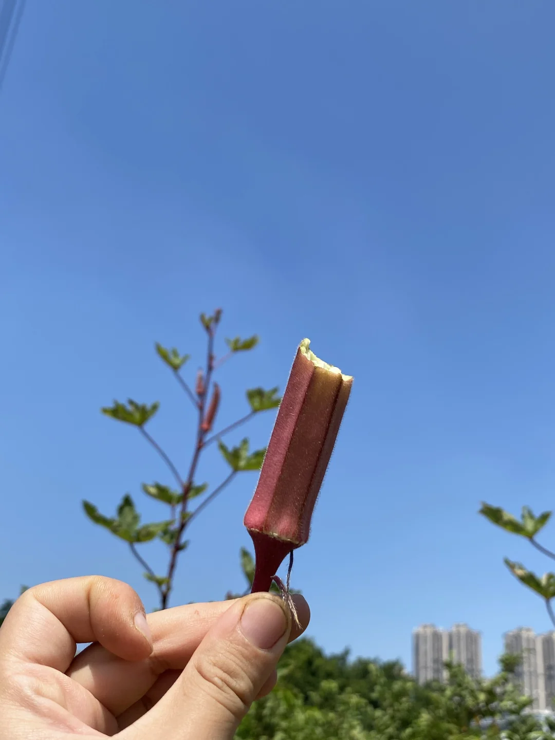 生吃红秋葵，我帮大家试过了🎈