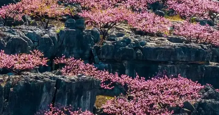 花事入画来！春潮激活湖南赏花地图