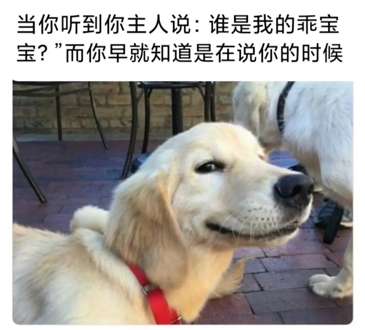 噼里啪啦打了好多字 好喜欢这么活泼滴小狗 