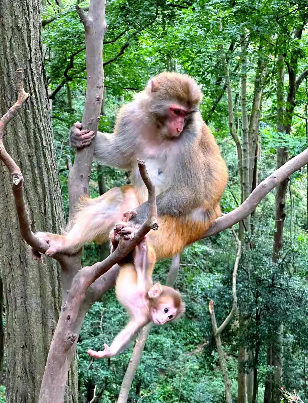 贵阳黔灵山公园的这个猴子保护是不是太过了。我上次去黔灵山公园感觉都是猴子的天下了