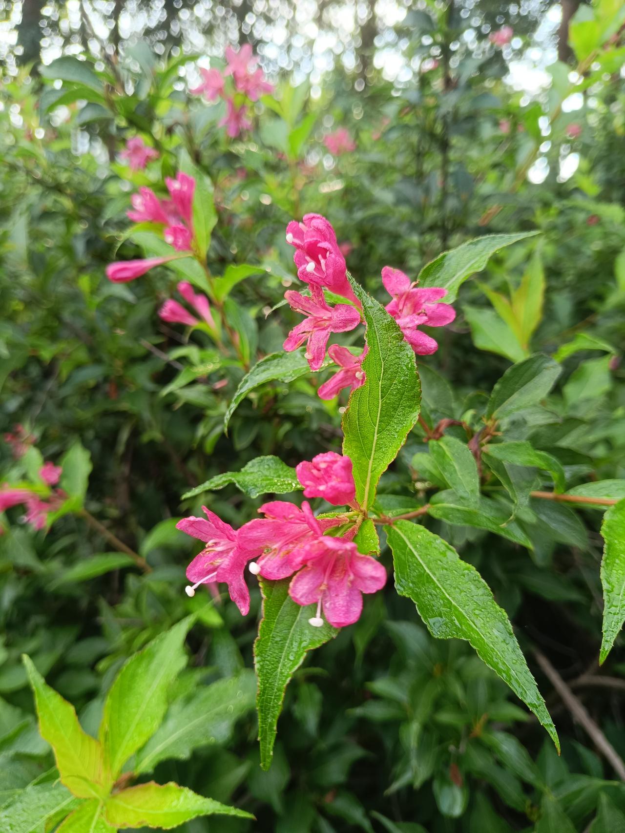 这是它自然花期变化：新花深红，盛放几日花青素慢慢降解，花色自动转浅粉。连绵阴雨天
