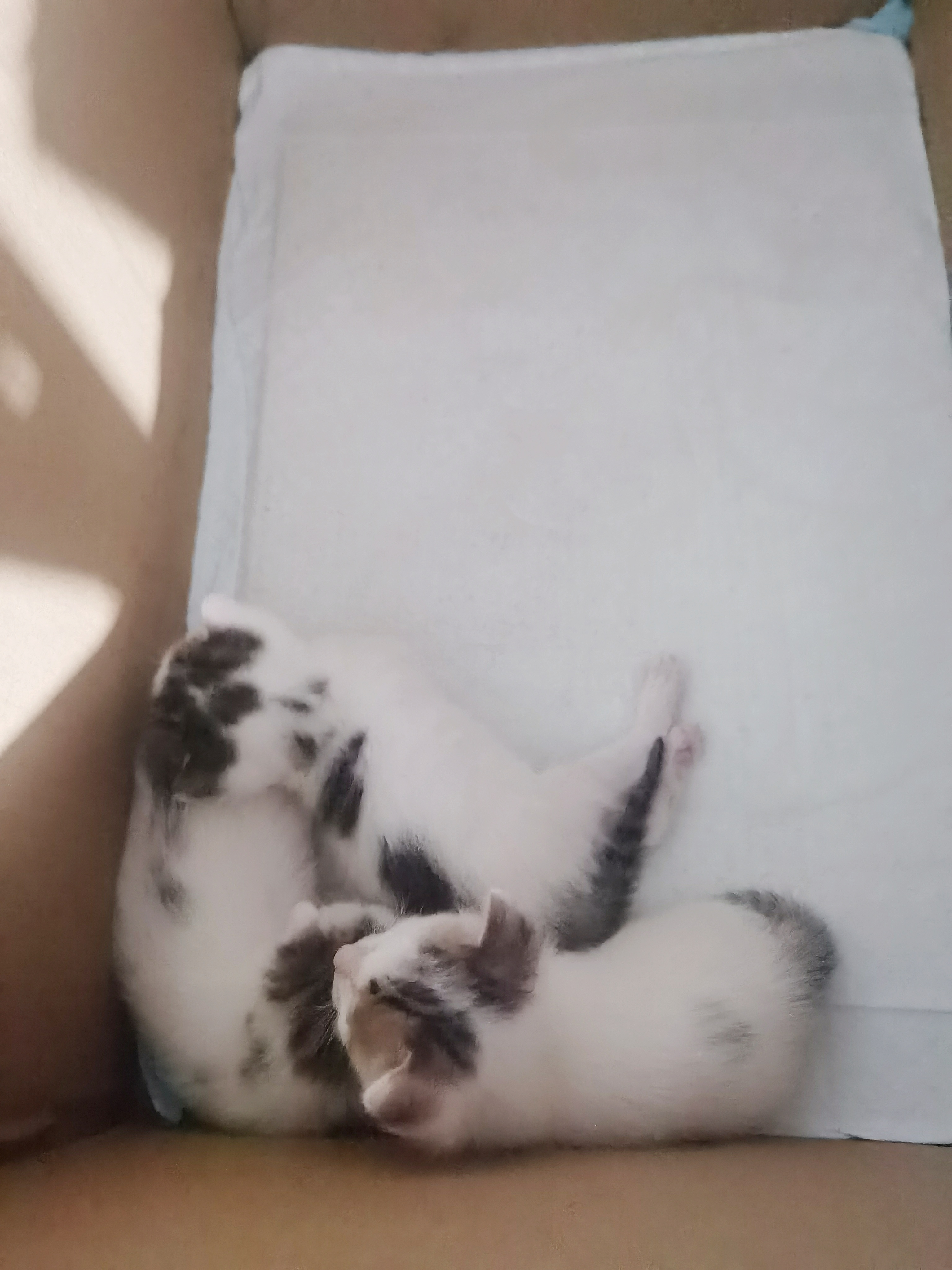🐱 第22天今天带了朋友一起去当月嫂，猫妈吃了顿大虾虾，小猫在窝里爬来爬去。换