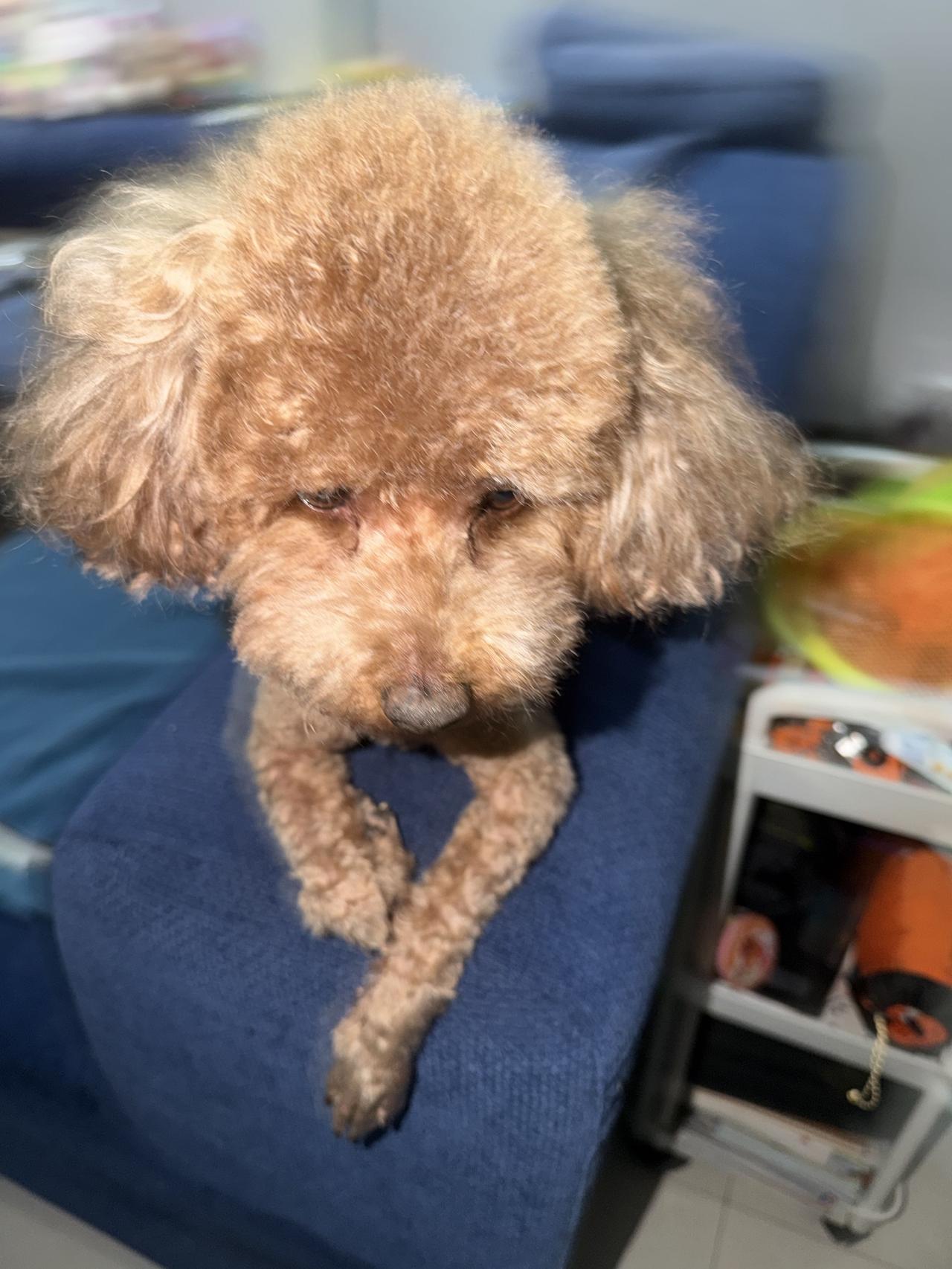 我看当下想挣钱还是开家宠物店或者儿童理发店吧，绝对挣大钱，以我家这俩宝贝为例足可