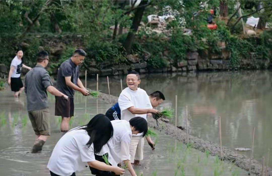 马云带领阿里巴巴管理层下田插秧，他们挽起裤角，光着脚丫，手里攥着秧苗，俯下身，一