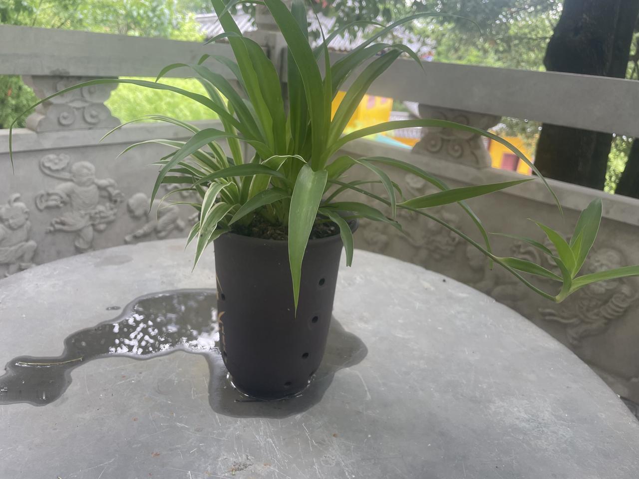 身材这么好的小姐姐会求什么呢
        中午到普陀寺转一转，看到一个黄发披