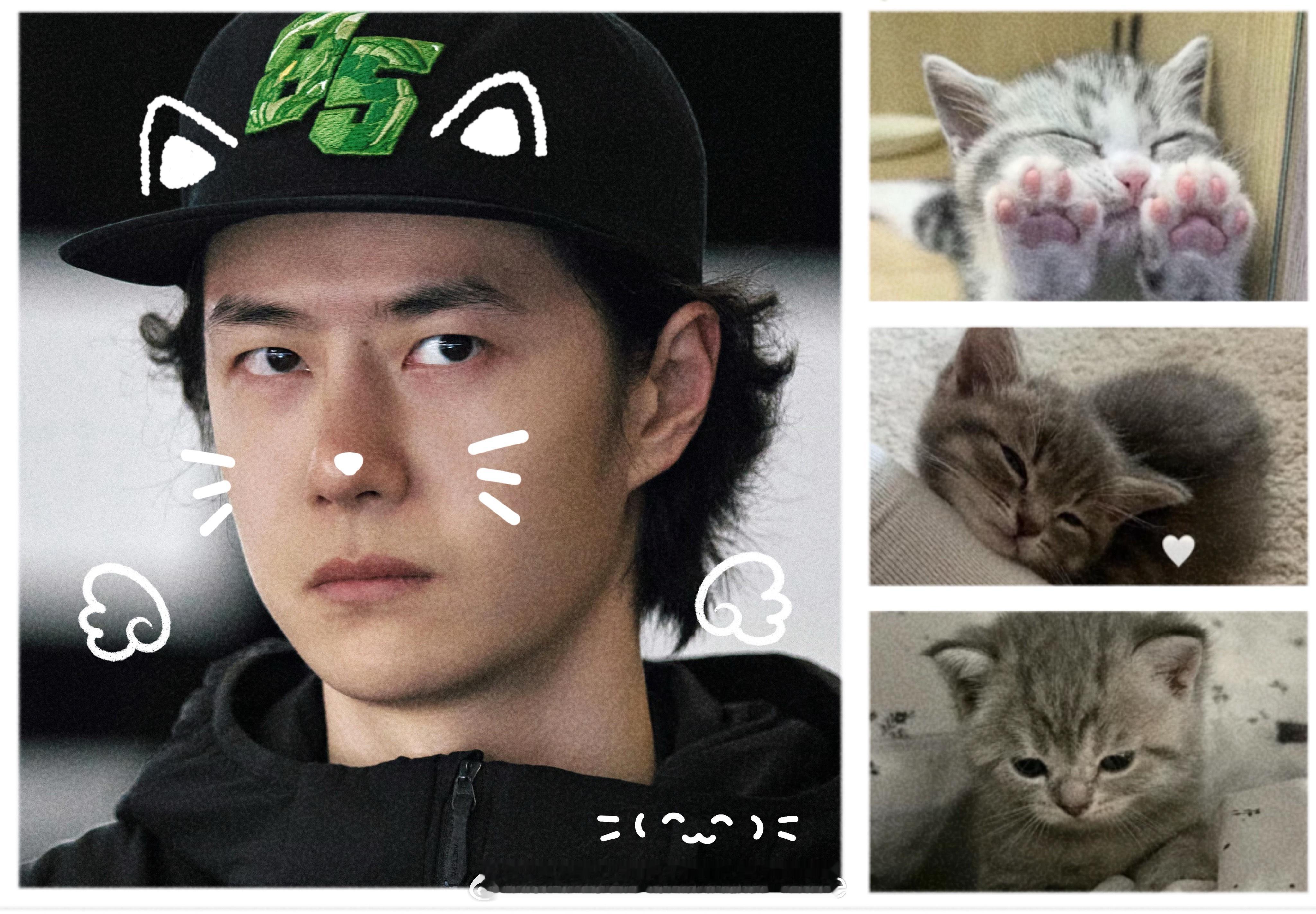 你要亲哪只小猫💚小猫被亲一口感觉世界都亮了