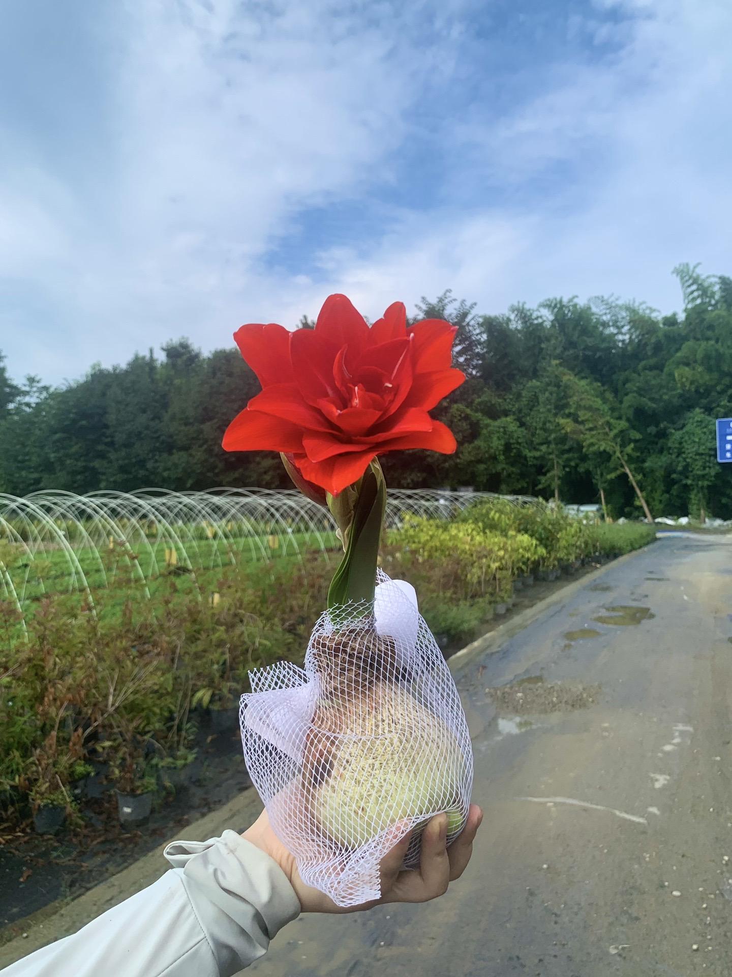 听说你的朱顶红不开花？我们放在框里的朱顶红，不用土盆，自己就开花了，有...