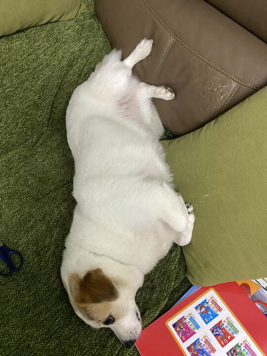 人教版躺沙发