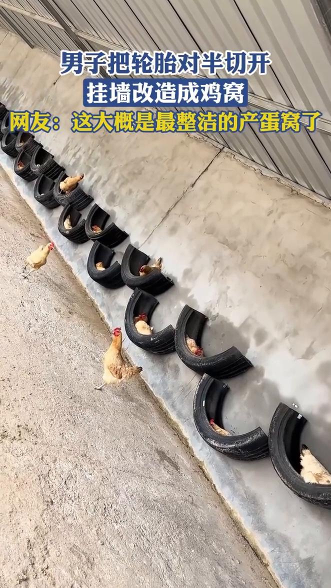 男子把轮胎对半切开，挂墙改造成鸡窝。
网友：这大概是最整洁的产蛋窝了。
5月29