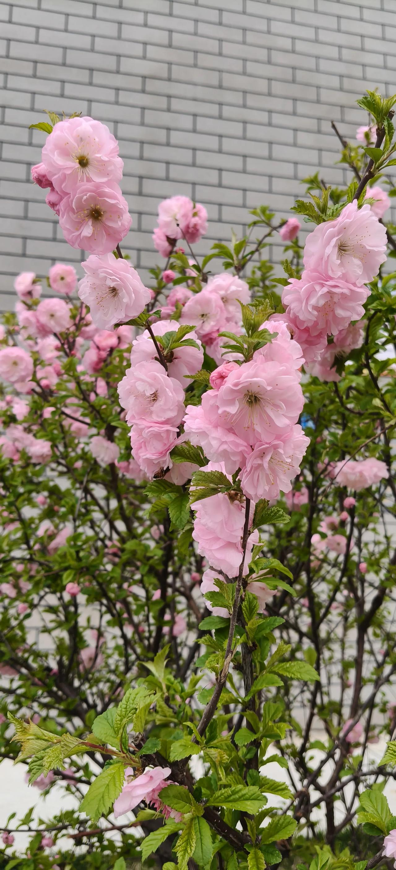 终于明白素老三为什么这么火了。
​人家就写了一盘饺子。展现量10几万。实际是因为