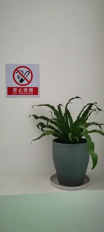 北京西部马华白家庄牛肉面店可真是“栽”了！近日，它因为未履行控烟管理义务，被处以