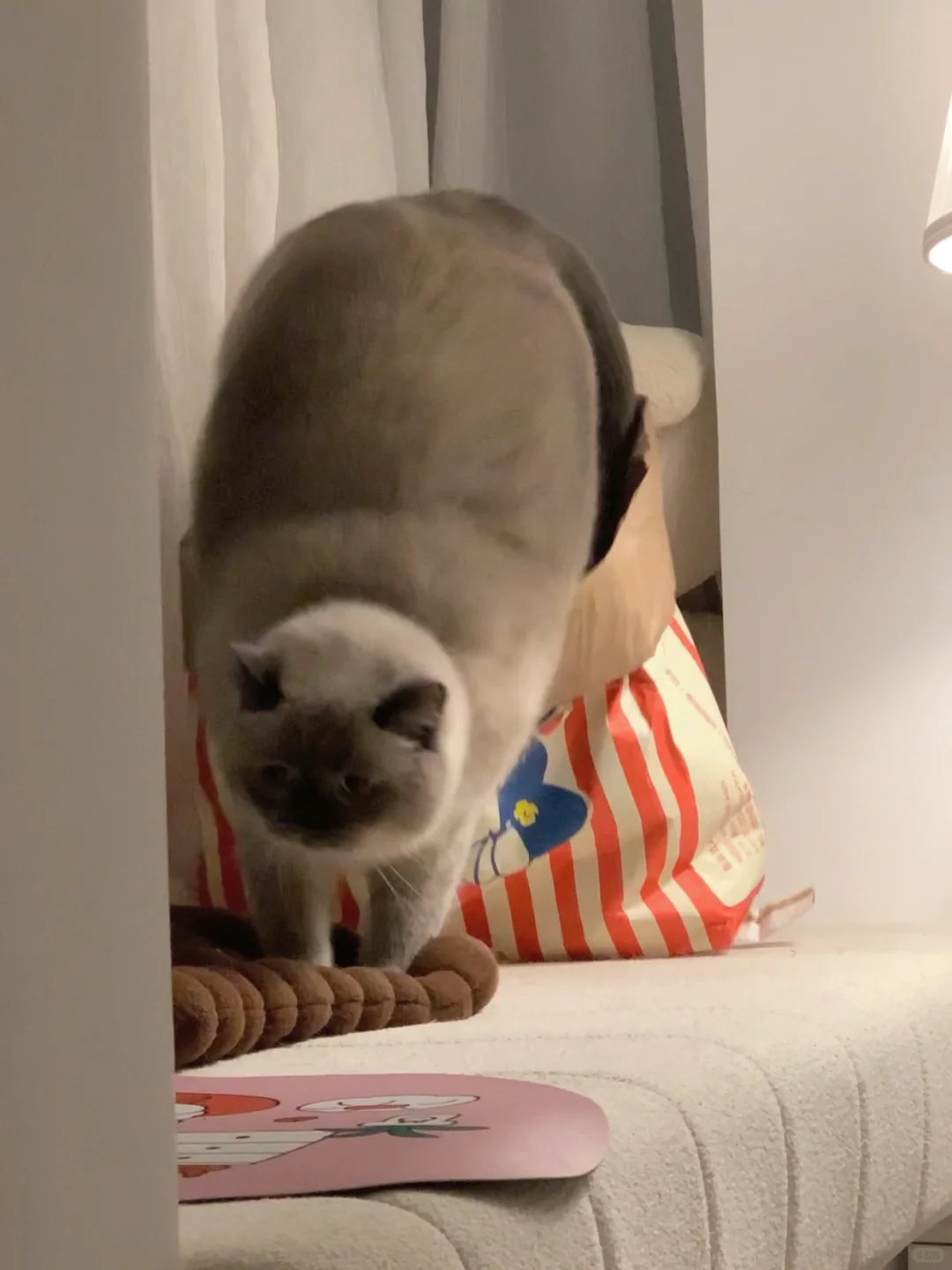 没想到你是一颗大土豆