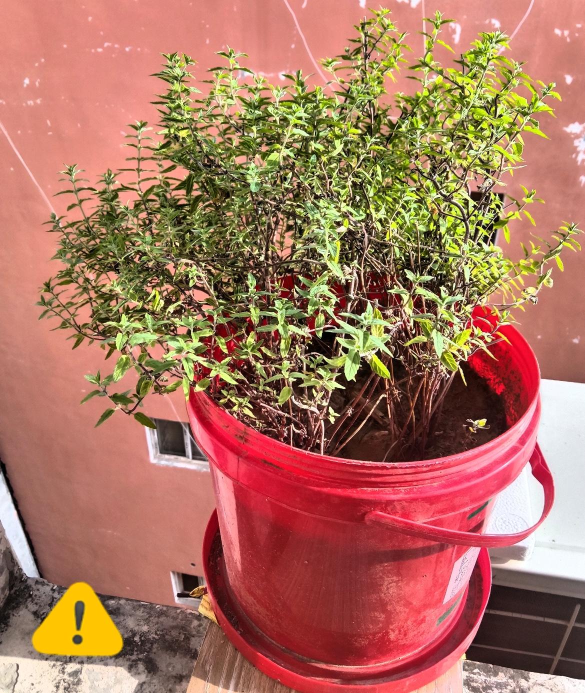 不起眼的一盆食养菜，种在旧塑料桶里，却给生活添了不少滋味！

阳台上这一盆不起眼