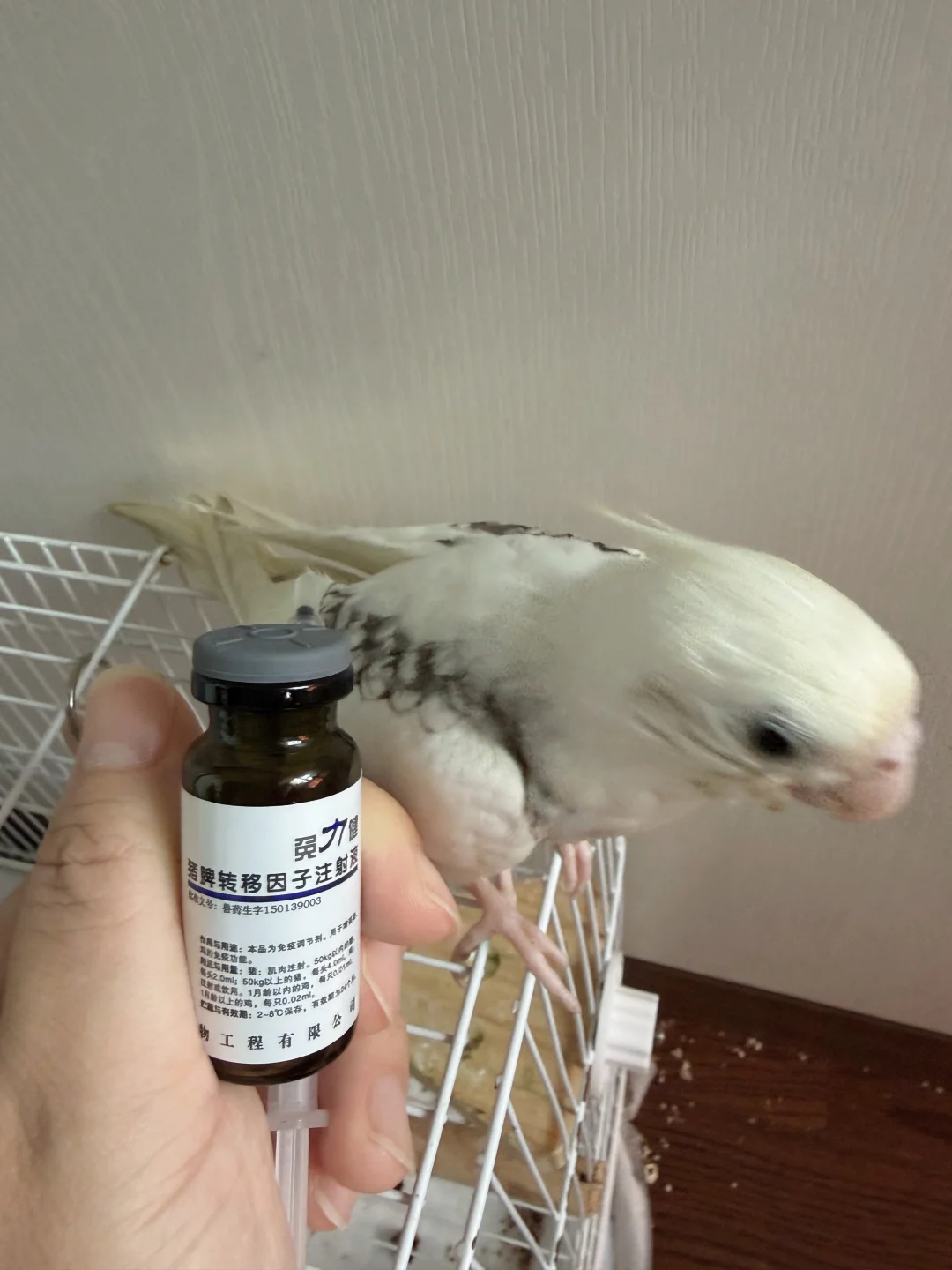 发现玄凤是鸡的一点证据