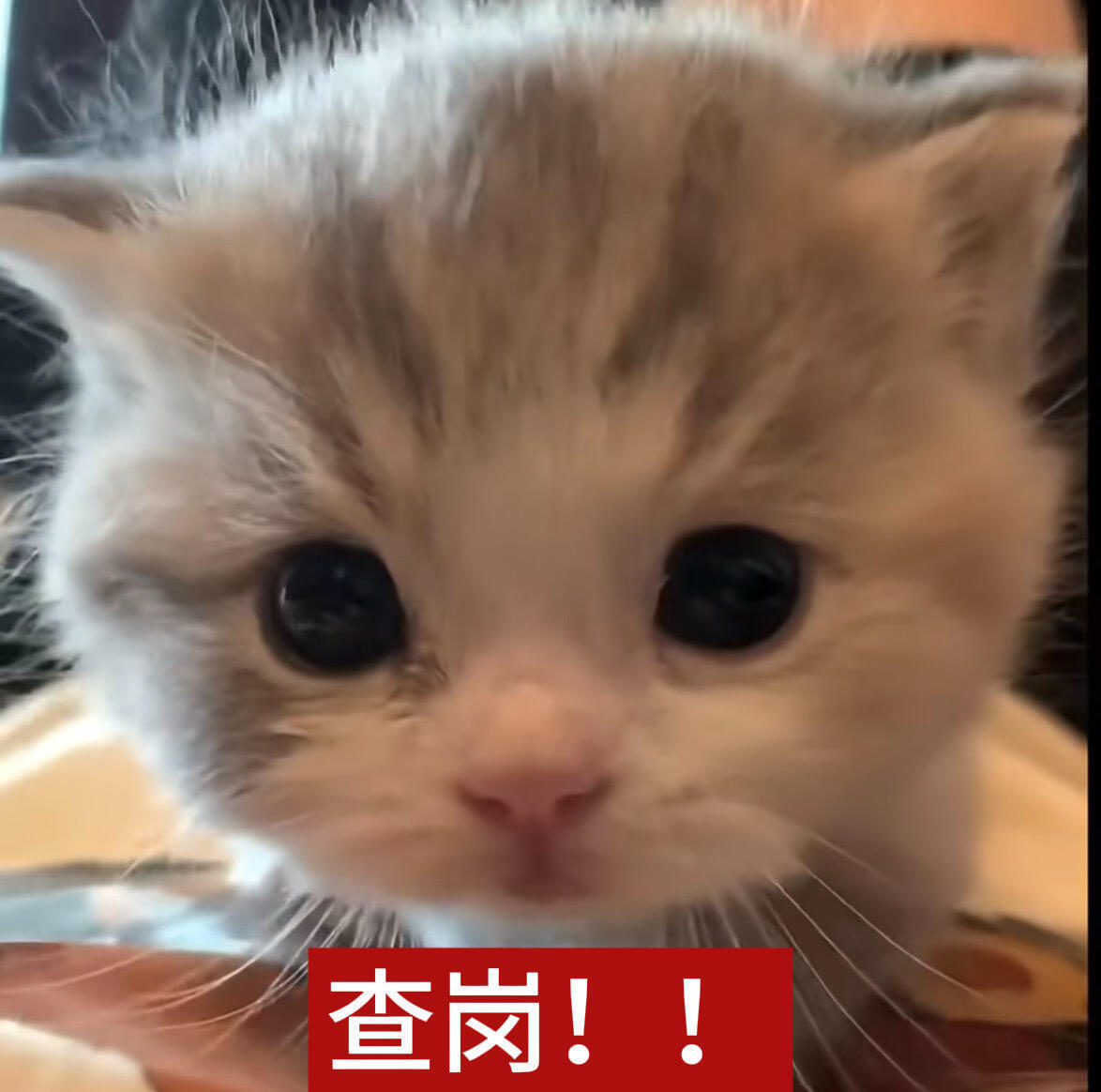 猫meme文字表情包 ᶻᶻᶻ 