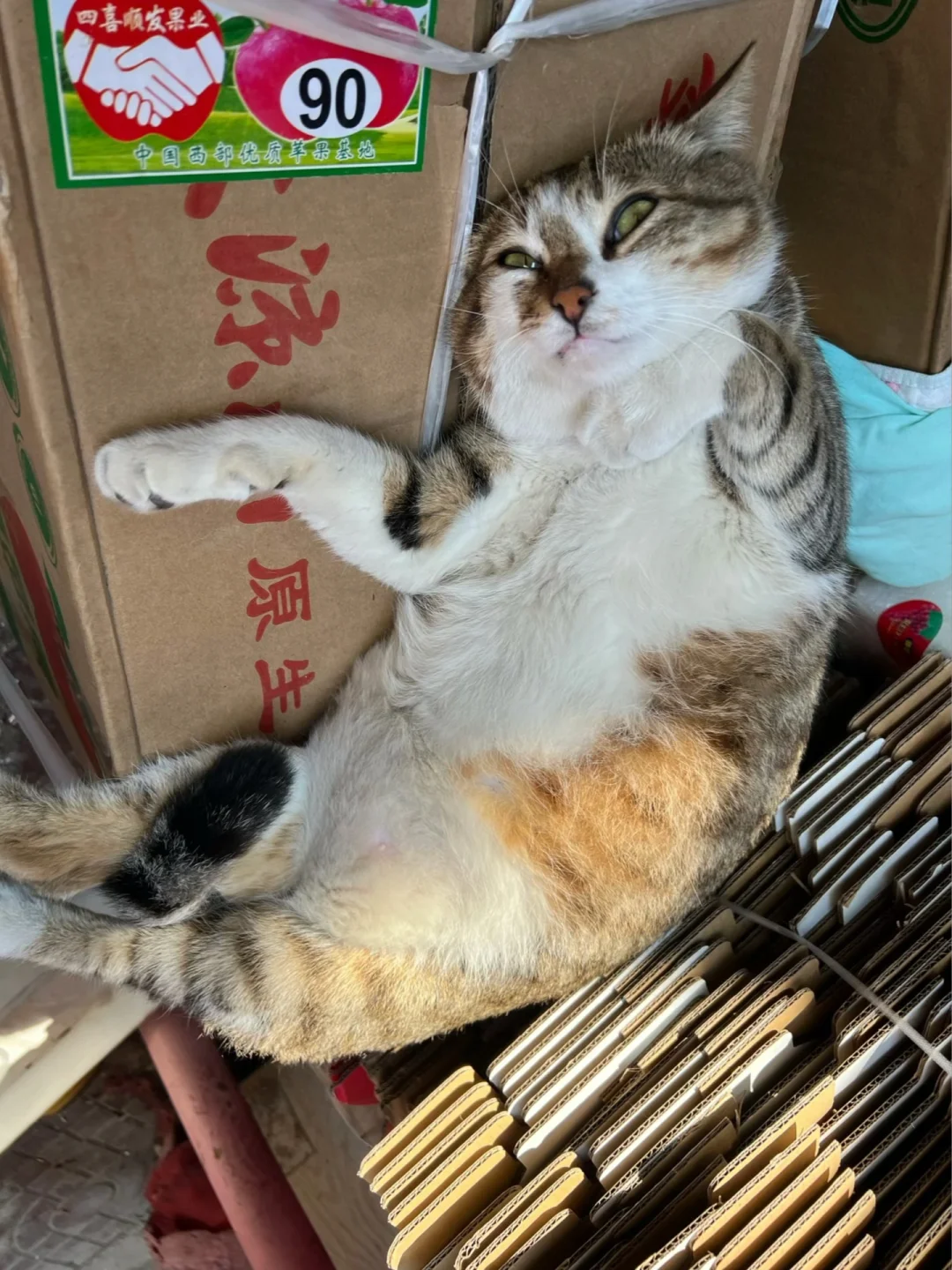 猪包包又不想干活了