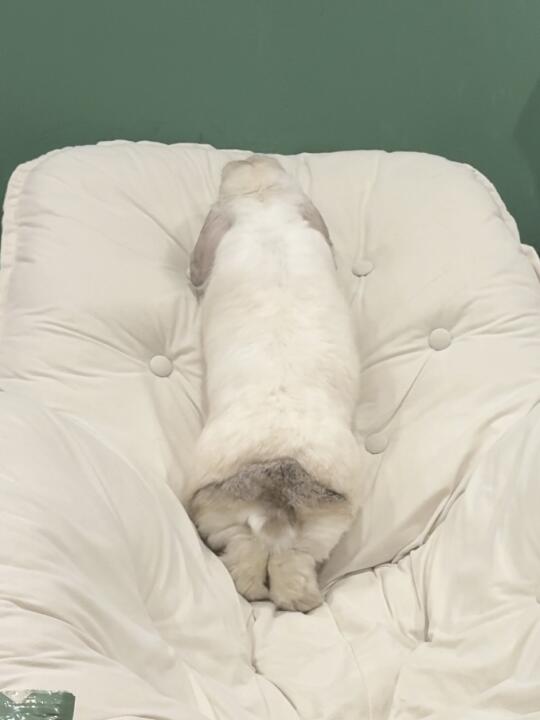 内裤只拉到屁股一半 听说不是很流行吗？