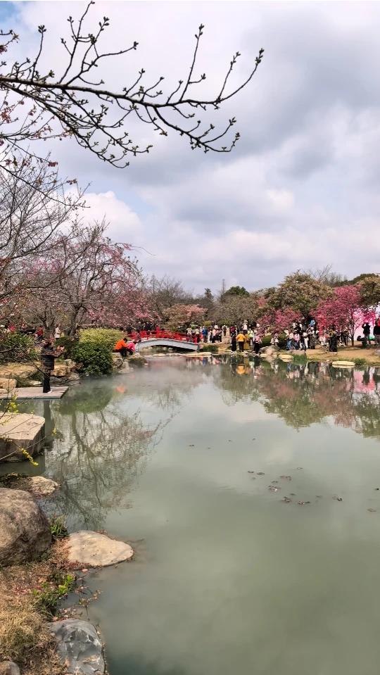 我心中一直想三月下扬州，下扬州之旅中第一站就是去无锡看樱花，根据去年樱花盛开的时