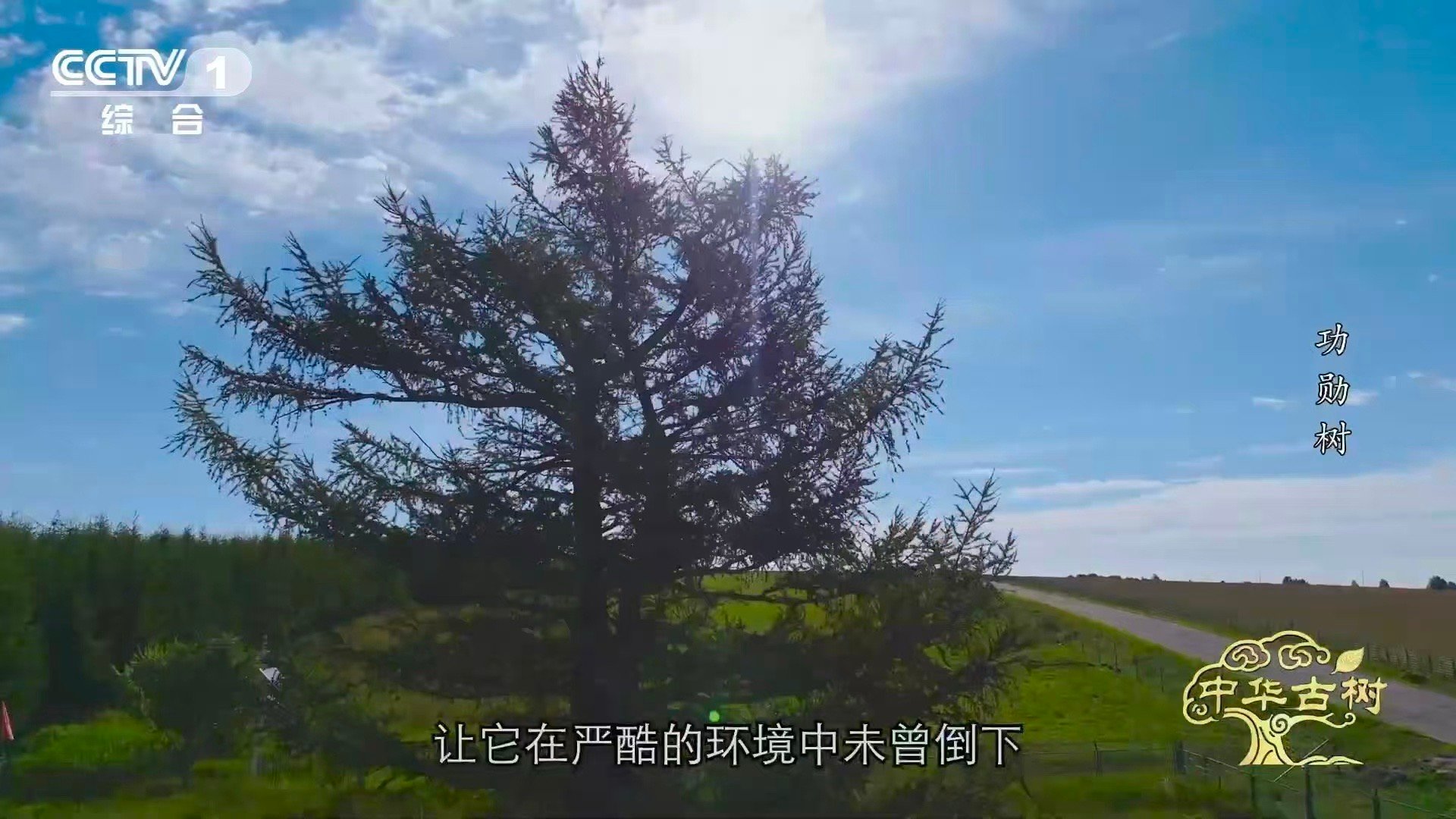 140岁落叶松救活一片荒漠一棵百岁树也能教人种树没有它，或许就没有今天的百万亩林