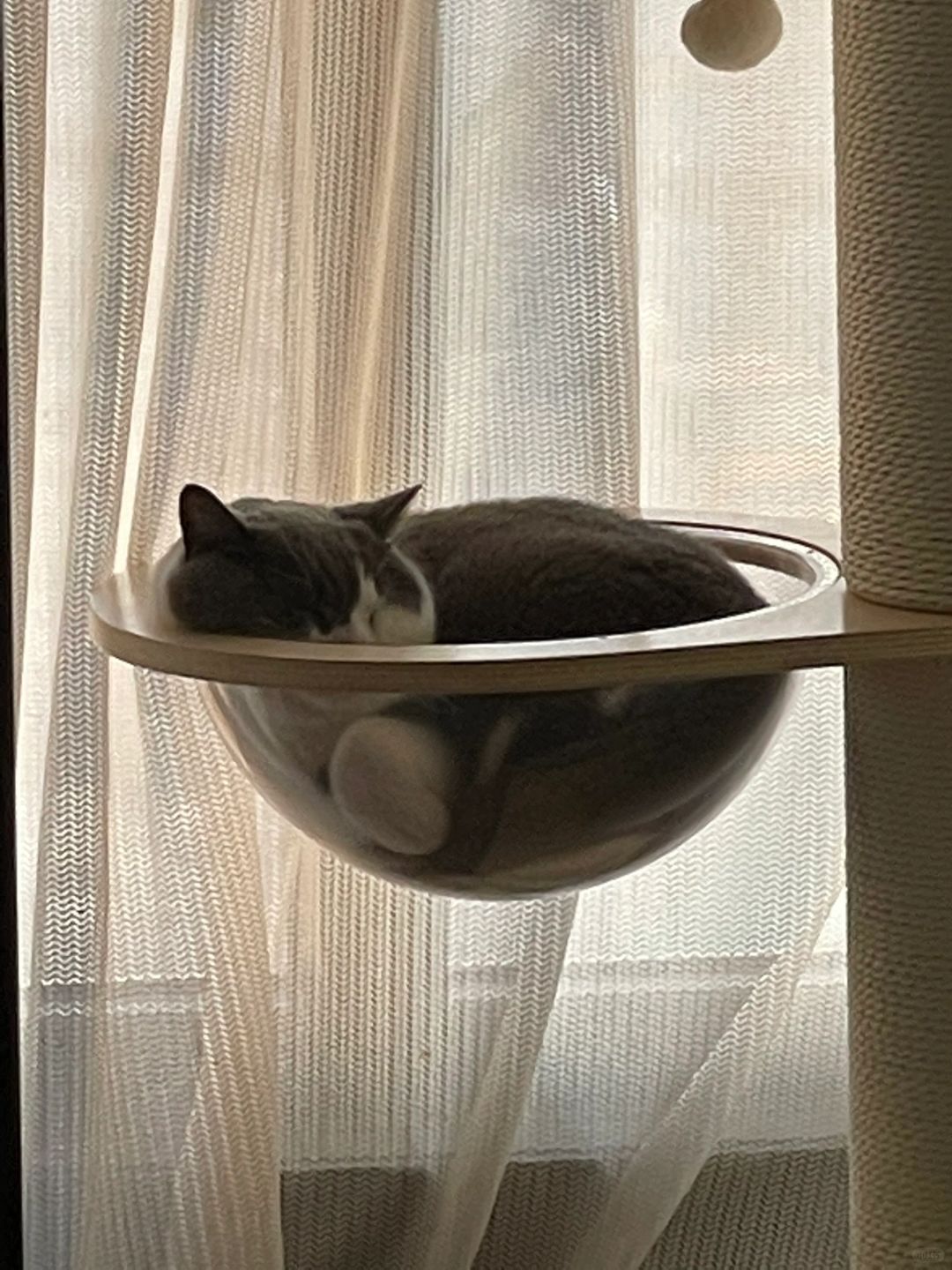 一盆小猪