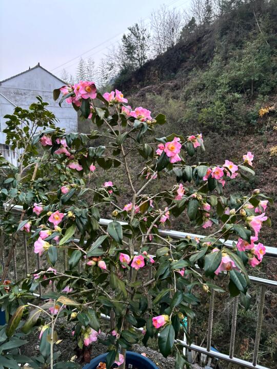 秀兰的狂野株型