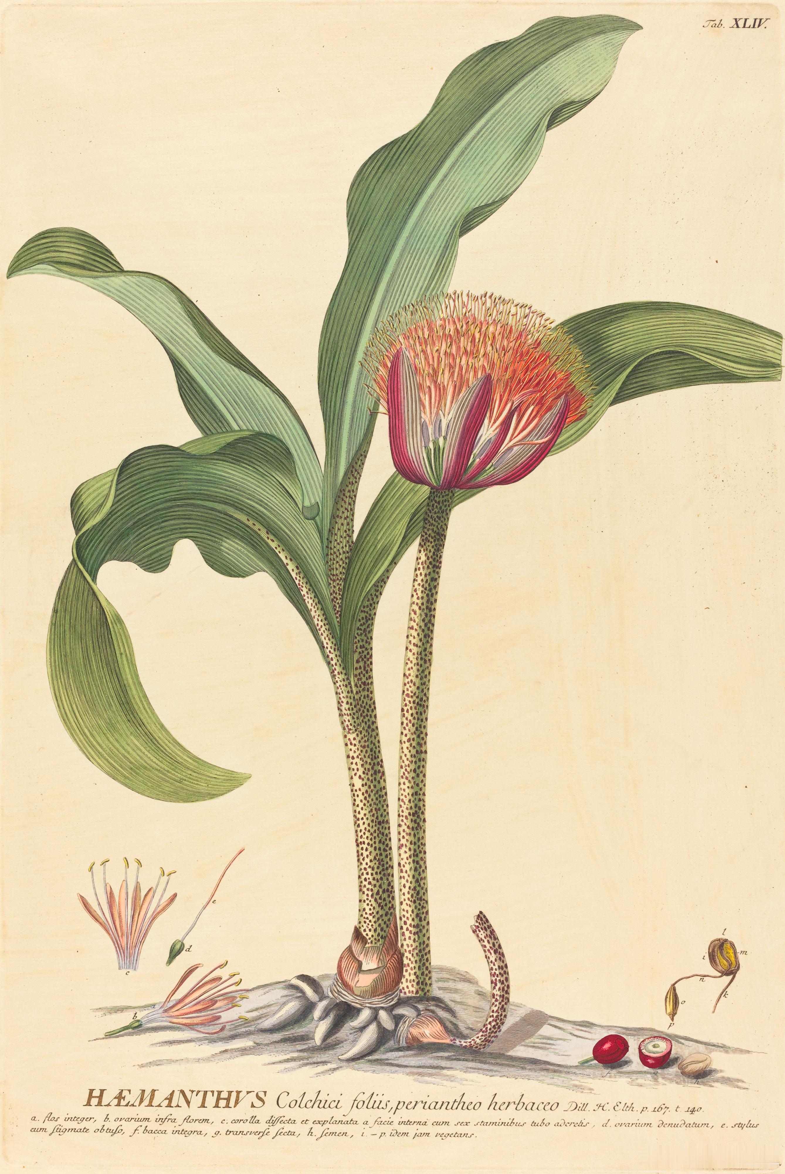 西洋历史文化鱼缸[超话] 德意志画家、植物学家乔治·狄奥尼修斯·埃雷特（Geor
