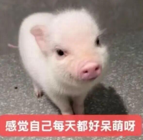 不蹭rs不营业的一天好舒适呀 