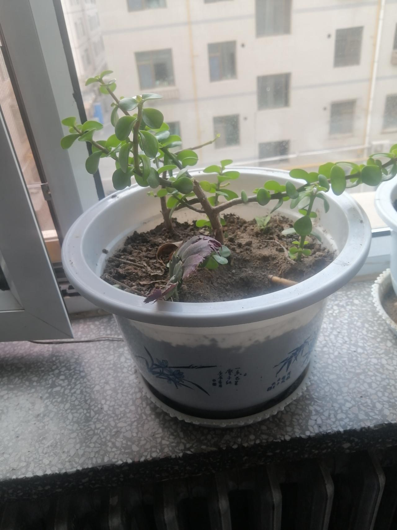 退休生活丰富多彩！养花有益身心健康！