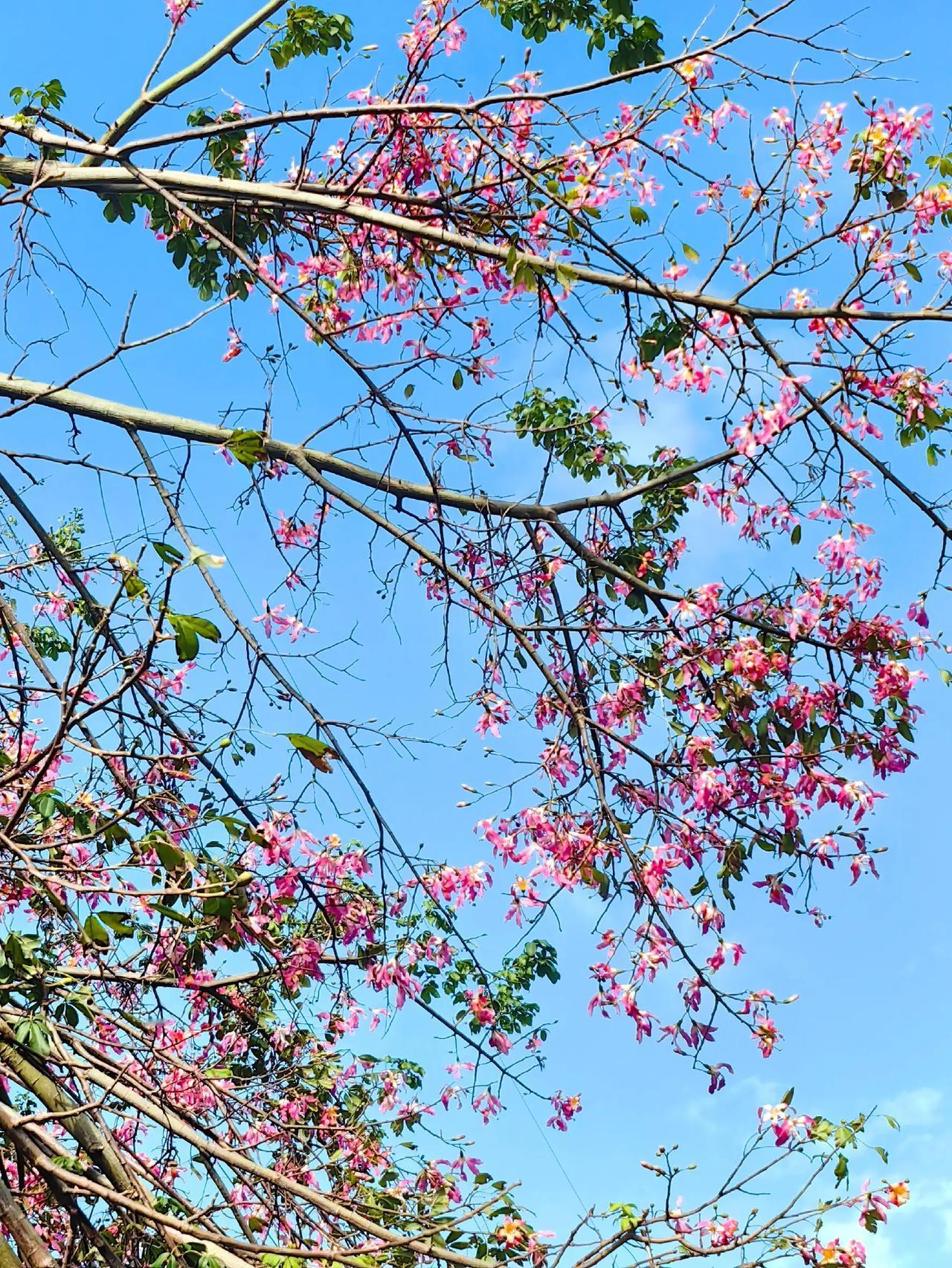 相比于三角梅，我更喜爱木棉花的高贵、淡雅、芬芳、清爽！